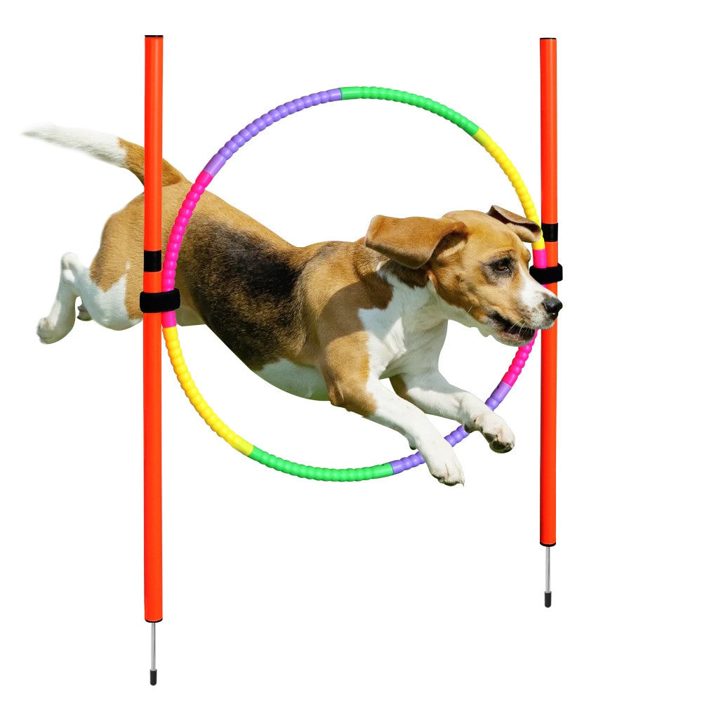 Dog Agility Training Equipment